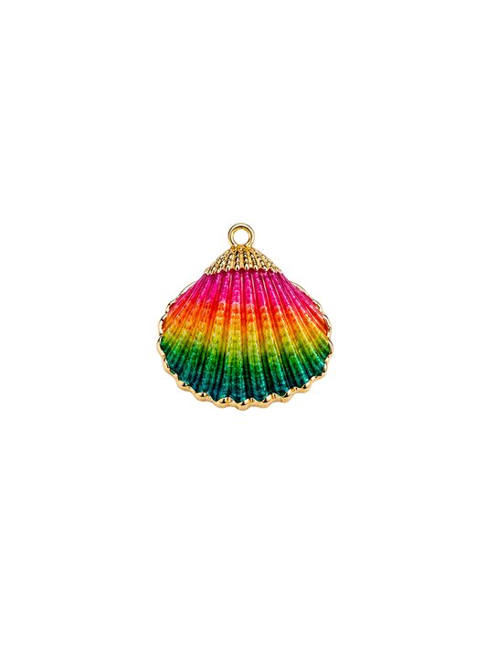 Coquillage multicolore